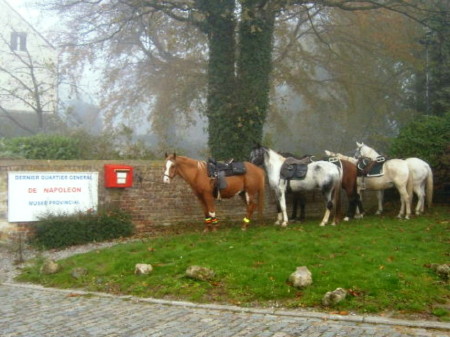 Le cheval: Objet de tous nos soins.